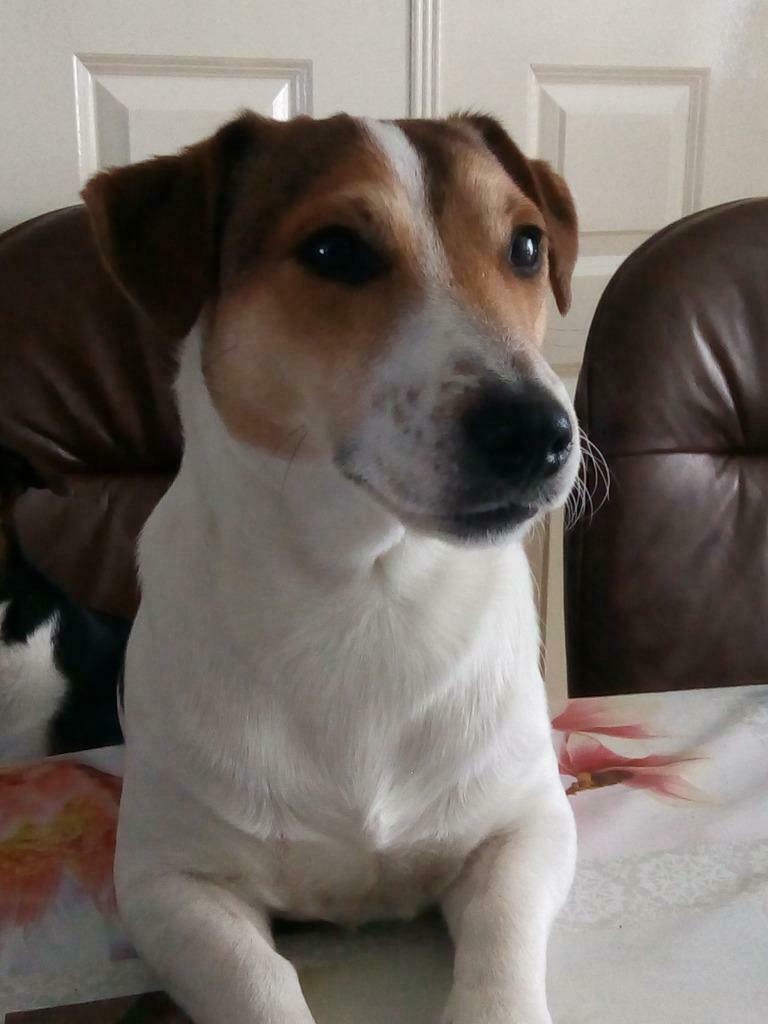 Ter dekking drie kleurige jack russel, Dieren en Toebehoren, Honden | Dekreuen, Reu, 1 tot 2 jaar, Eén hond, Nederland