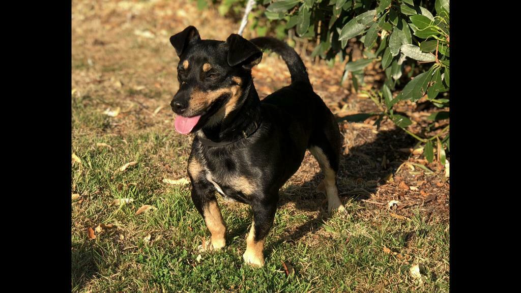 Ter dekking Jack Russel black and Tan, Reu, Eén hond, 3 tot 5 jaar, Nederland