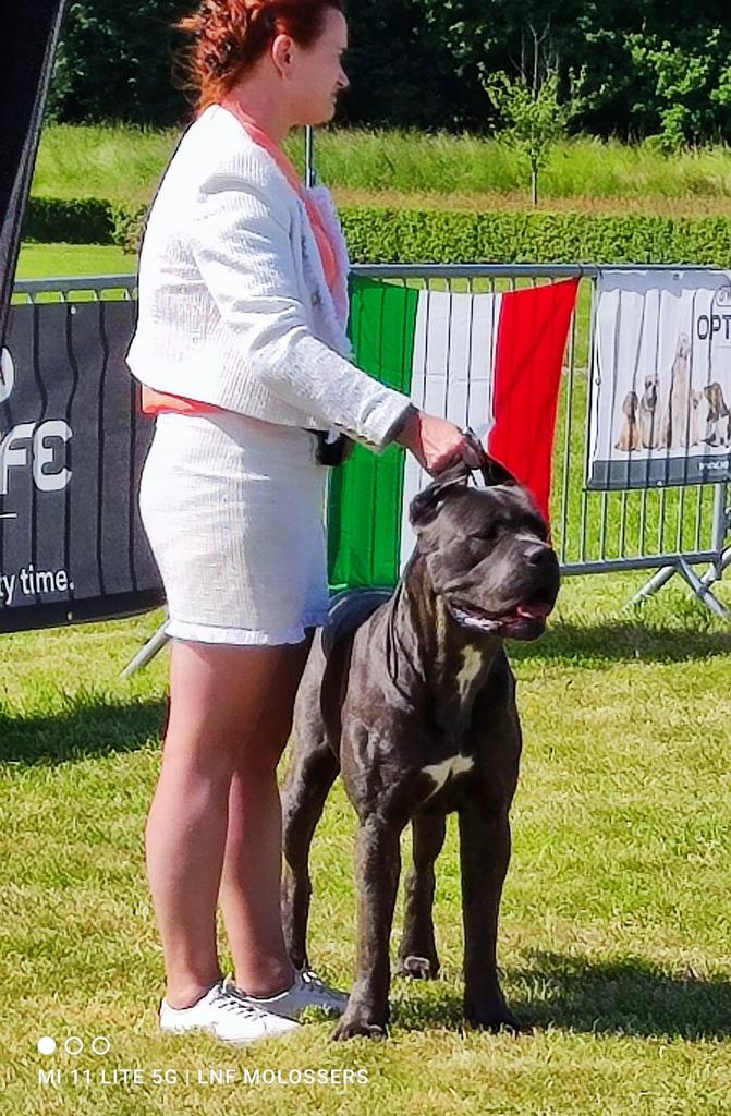Cane corso dekreu met stamboom HD/A ED/0 DSRA Vrij, Reu, Parvo, Eén hond, 3 tot 5 jaar