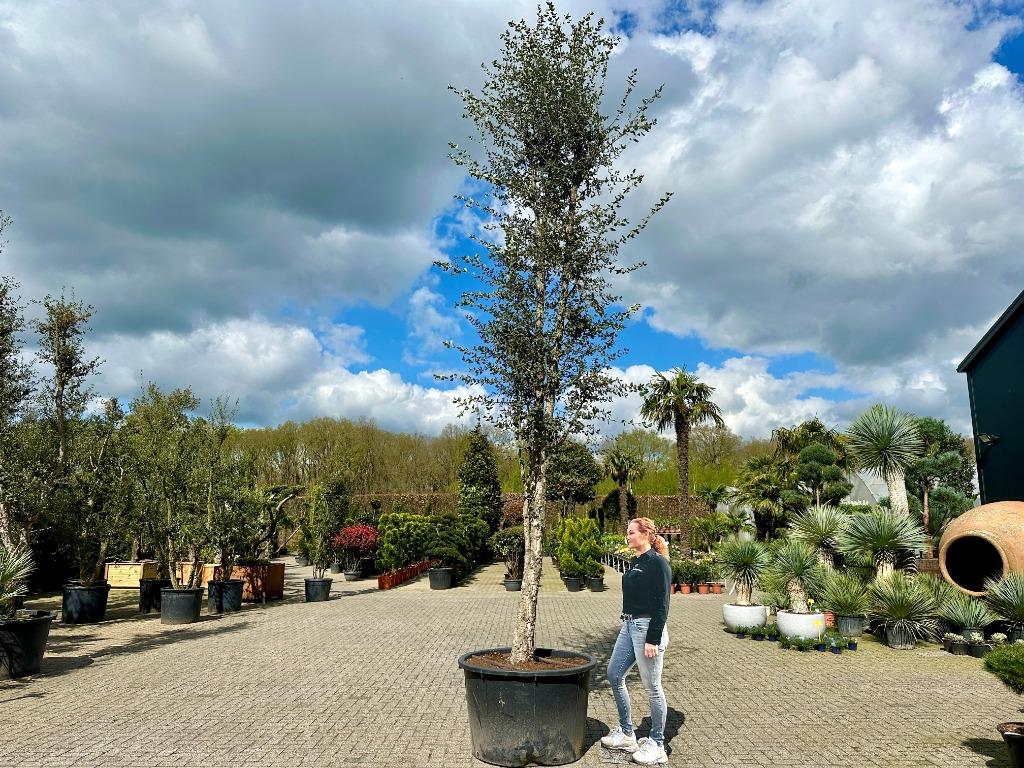 Grote kurkeik- kurkeiken ( Quercus suber) 400-500 cm te koop, Overige soorten, Lente, 400 cm of meer, Ophalen