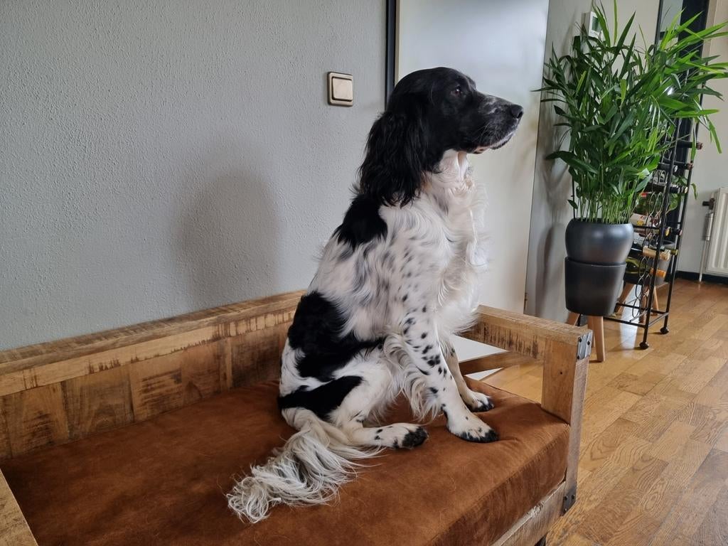 Engelse Springer Spaniel dekreu met stamboom, België, Particulier, Reu, Parvo