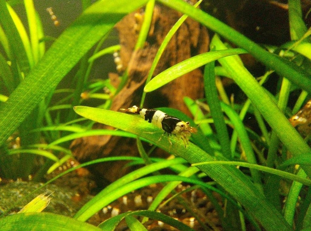 Crystal black, Kreeft, Krab of Garnaal, Zoetwatervis