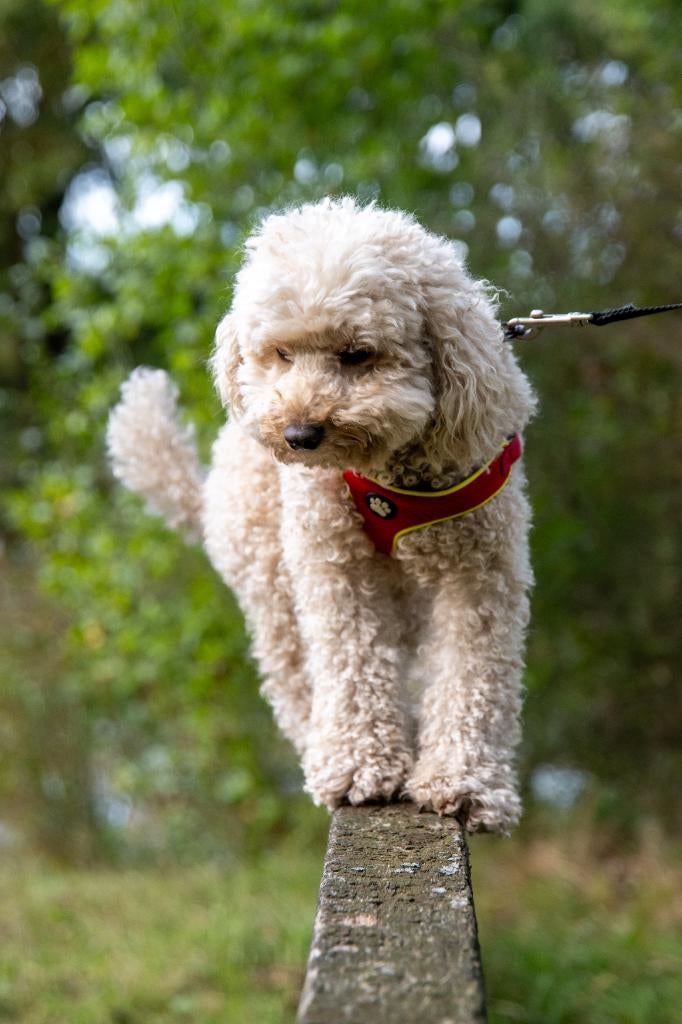 Australian labradoodle alf1 dekreu, Parvo, Reu, Eén hond, 3 tot 5 jaar