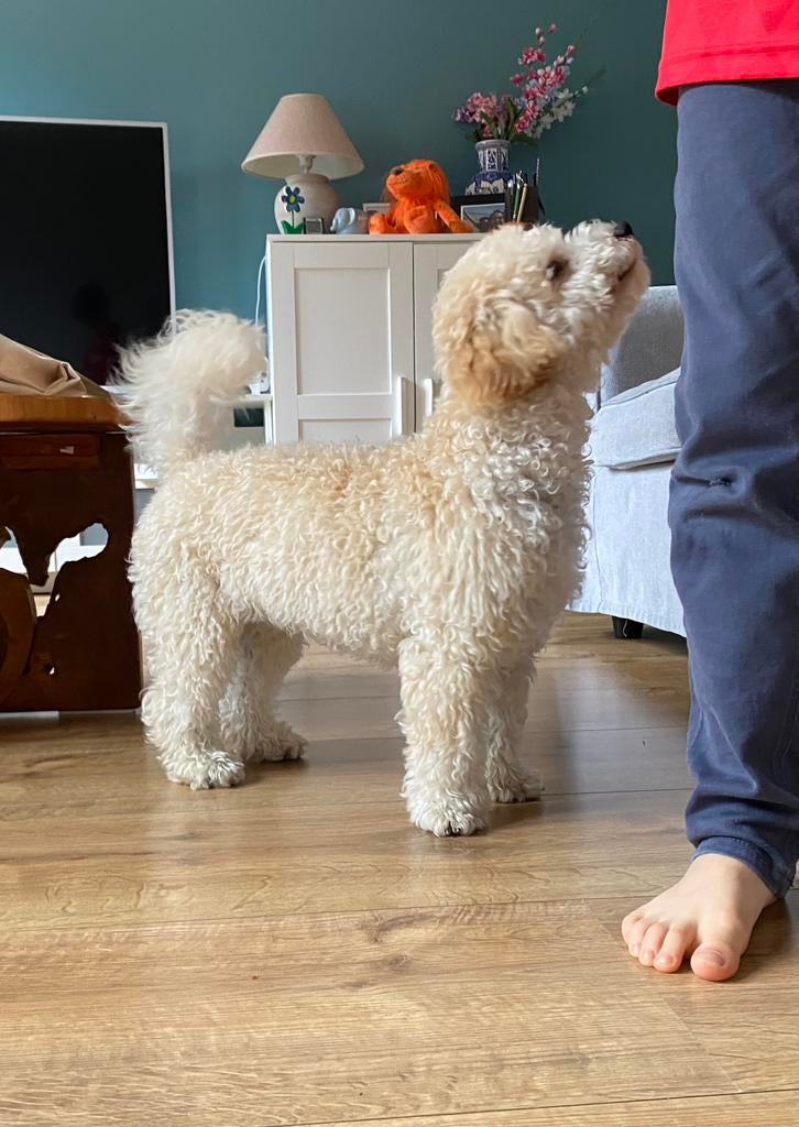 Maltipoo/ Doodle reutje te koop, Reu, 1 tot 2 jaar, Parvo, Eén hond