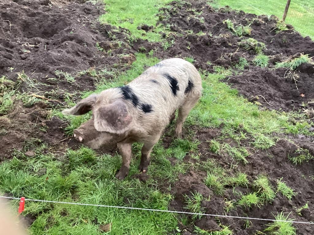 bonte bentheiner beer staat ter dekking €.150,-, Dieren en Toebehoren, Mannelijk, Varken, 0 tot 2 jaar