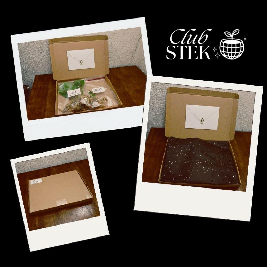 Verrassings Stekbox Club Stek 3 Planten Stekjes, Overige soorten, Minder dan 100 cm, Bloeiende kamerplant, Halfschaduw