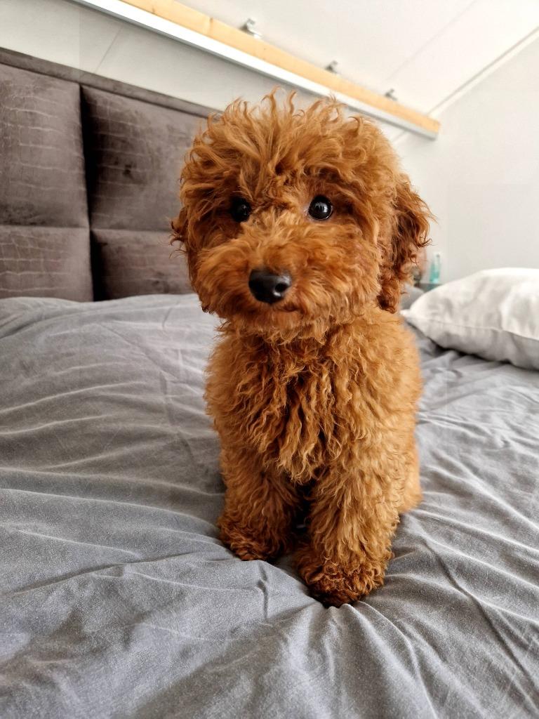 Toy dogs, Reu, 8 tot 15 weken, Meerdere, Nederland