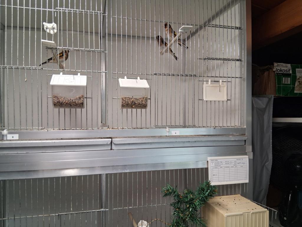 Kleine putters, Meerdere dieren, Wildzangvogel