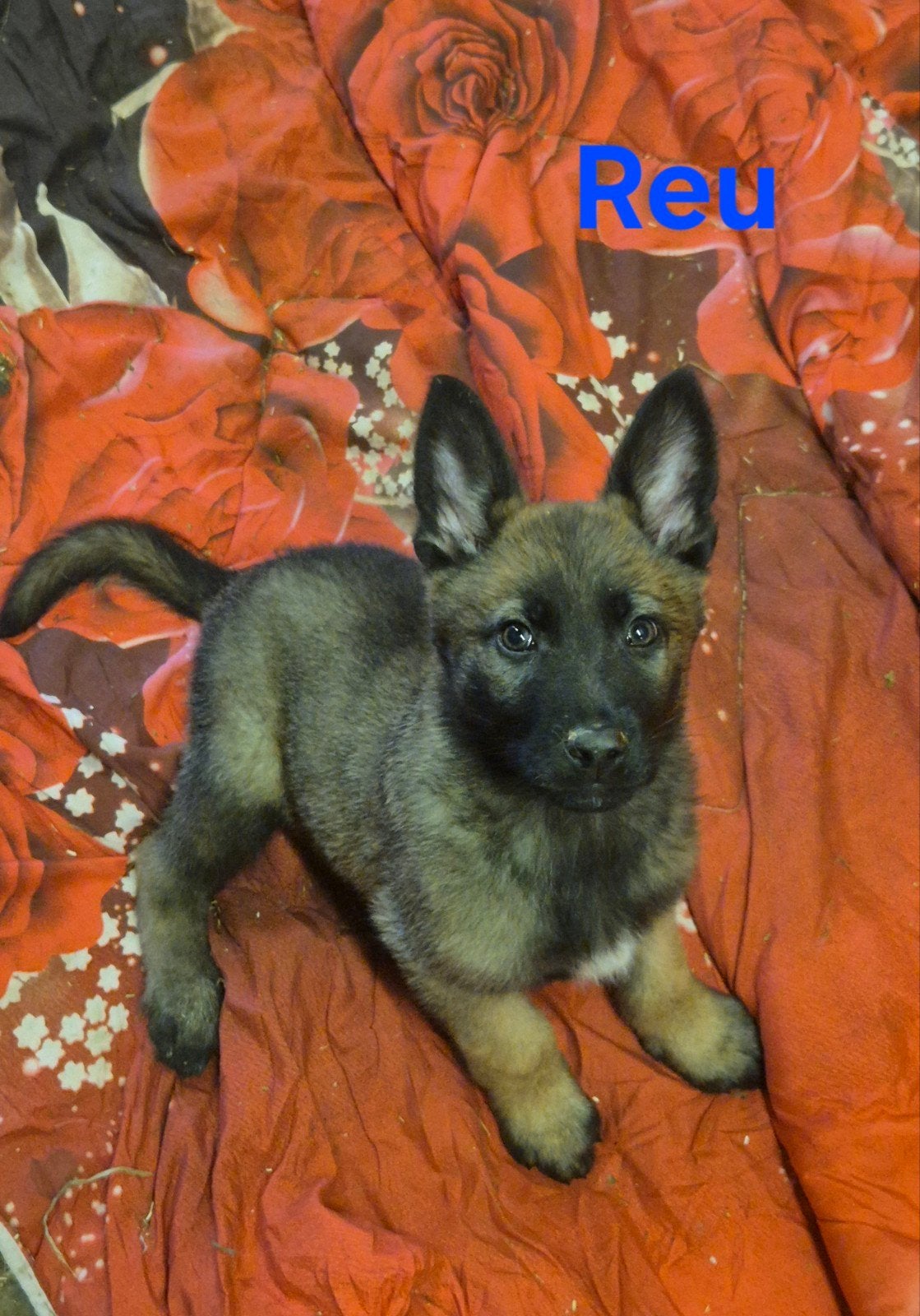 Mechelse herder x Duitse herder pups, Dieren en Toebehoren, Parvo, 8 tot 15 weken, Meerdere, Meerdere dieren