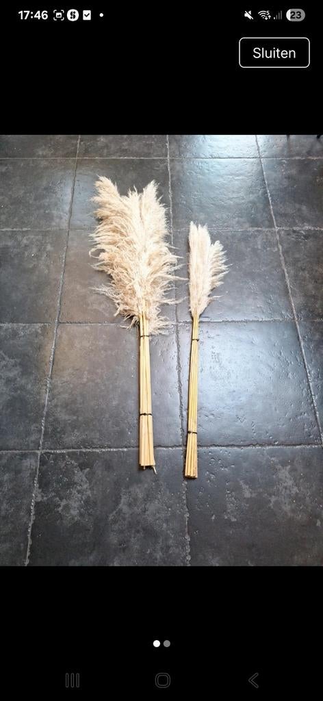 Pampas pluimen vers uit eigen tuin! Gebundeld per 10 pluimen, Ophalen, Nieuw