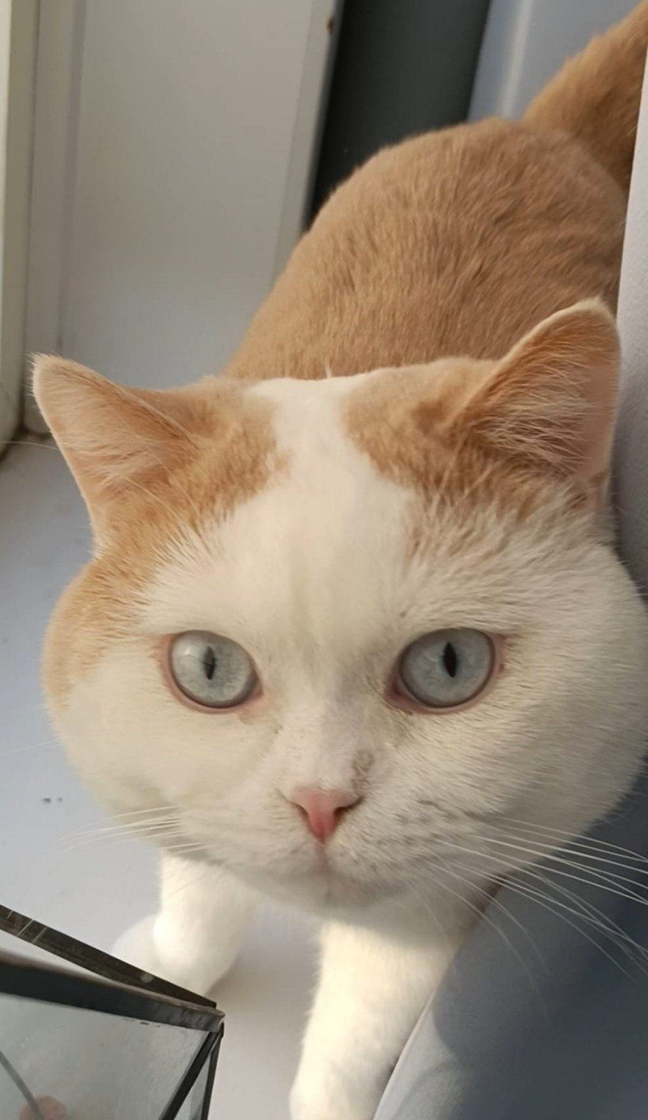 Britse korthaar dekkater met DBE, Dieren en Toebehoren, Katten en Kittens | Raskatten | Korthaar, Kater, Ingeënt