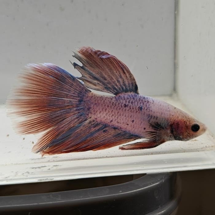 Betta splendens man 01, Vis