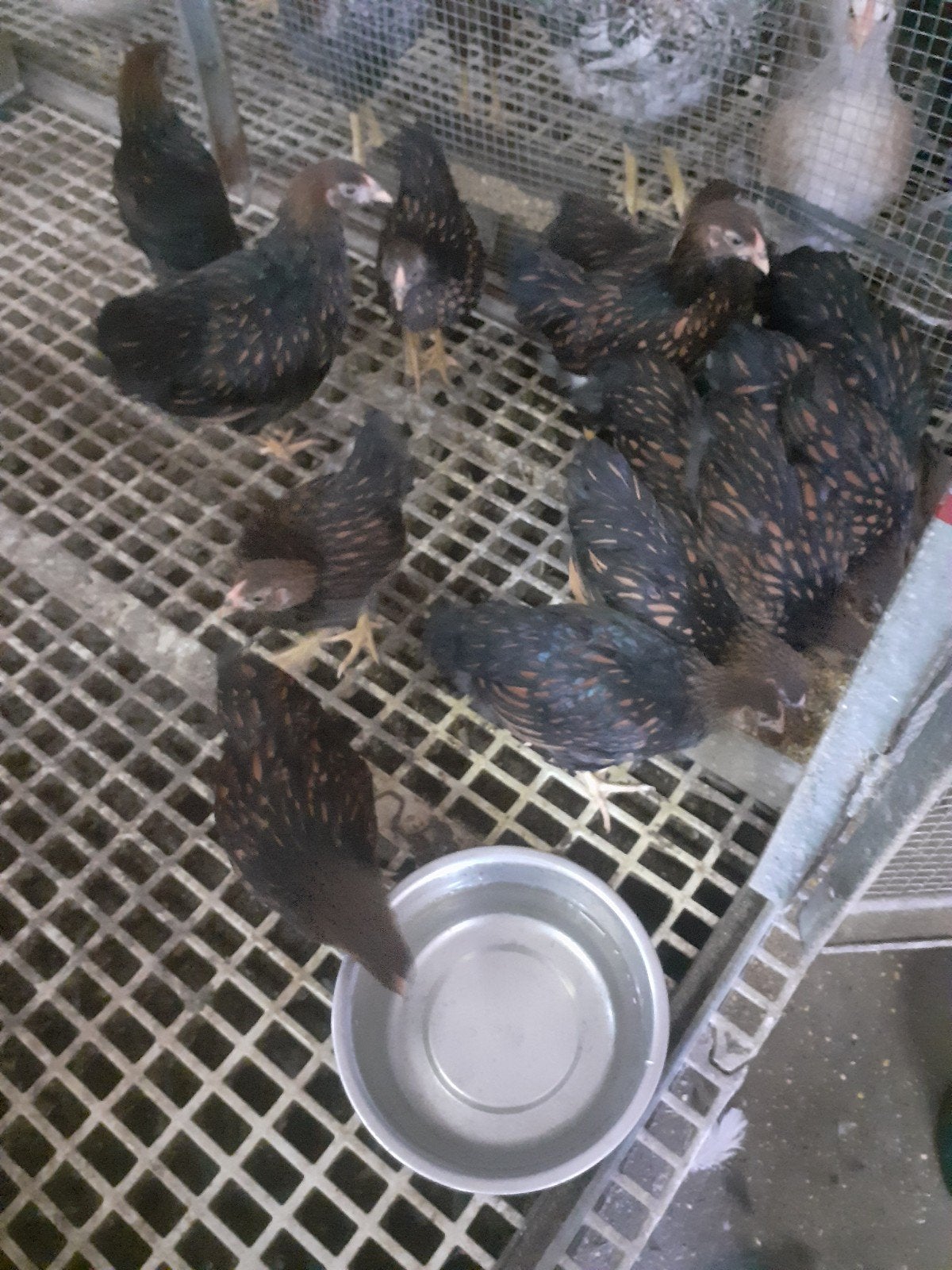 bielefelder kippen, Dieren en Toebehoren, Pluimvee, Vrouwelijk, Kip