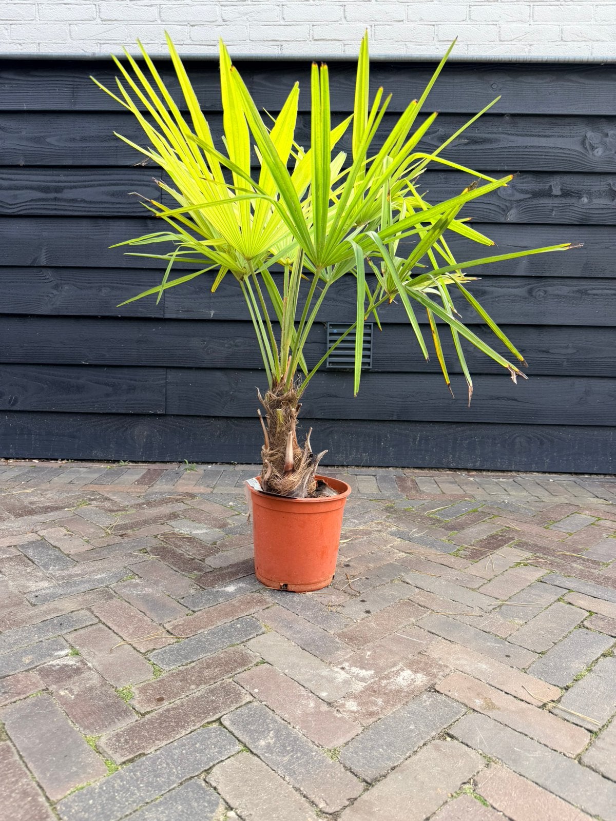 Trachycarpus fortunei palmboom stamhoogte 15 cm, Ophalen, Overige soorten, Volle zon