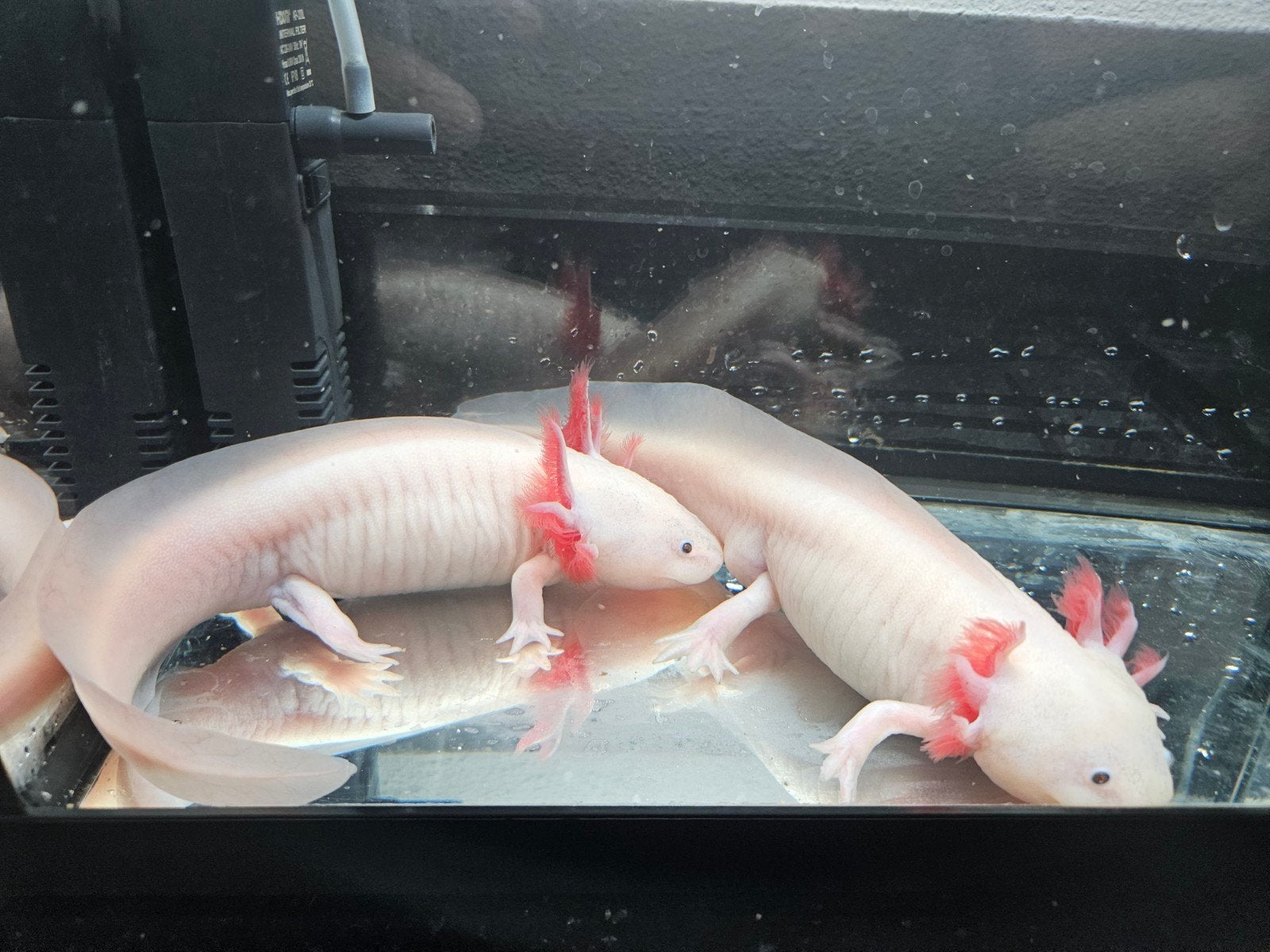 Axolotl + aquarium, Dieren en Toebehoren, Schildpad