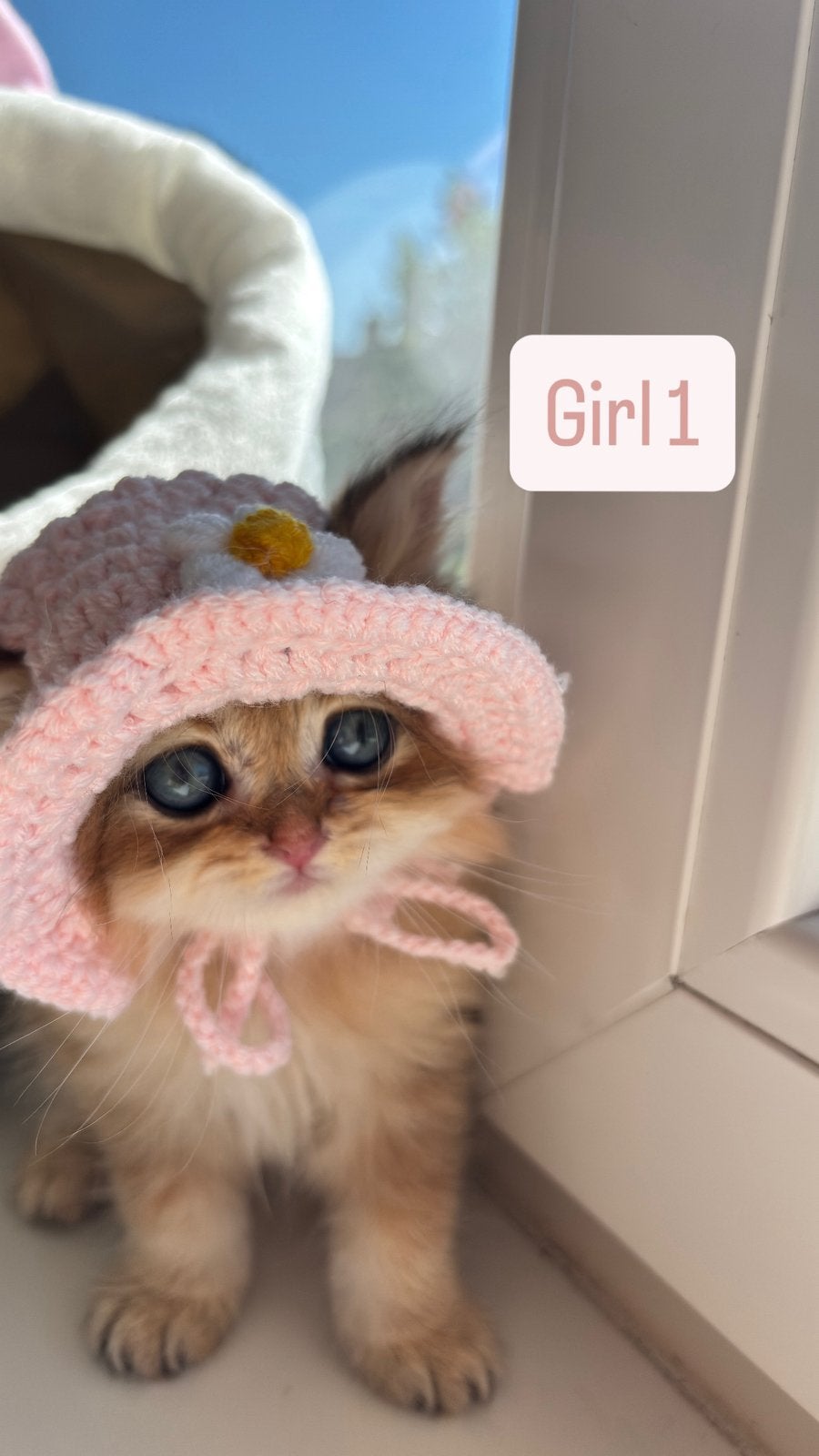 Britse Golden Shorthair & Longhair kittens €850, Dieren en Toebehoren, Katten en Kittens | Raskatten | Korthaar, Meerdere dieren