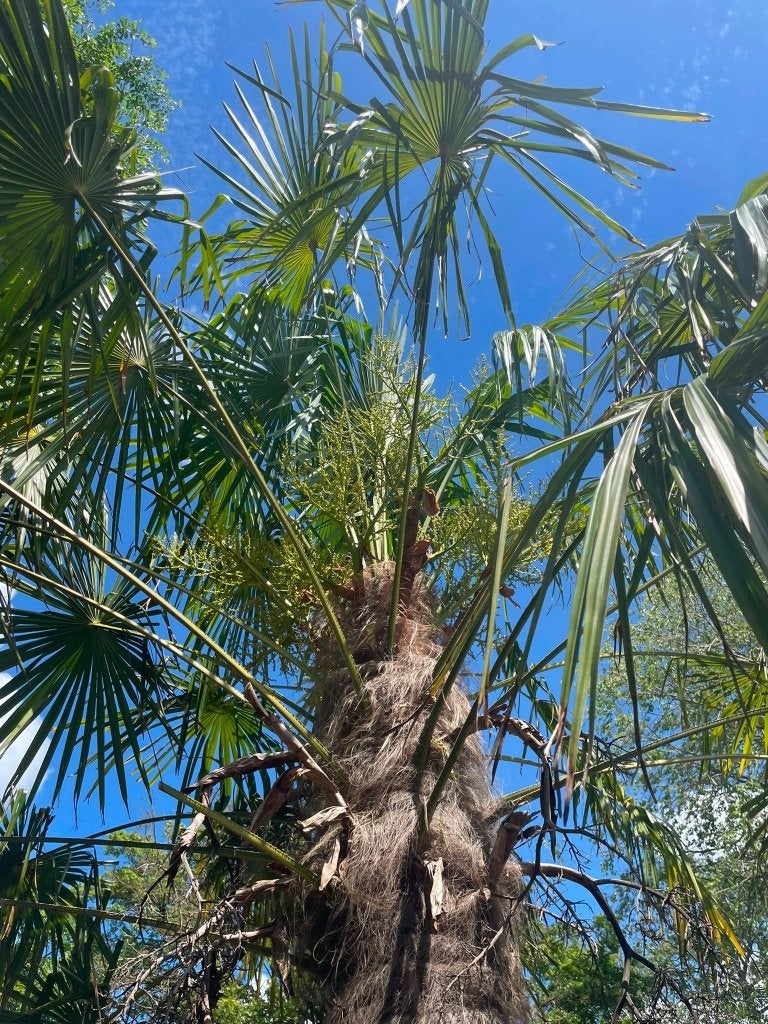 Mooie Palmboom, 250 tot 400 cm, Zomer, Palmboom, Ophalen