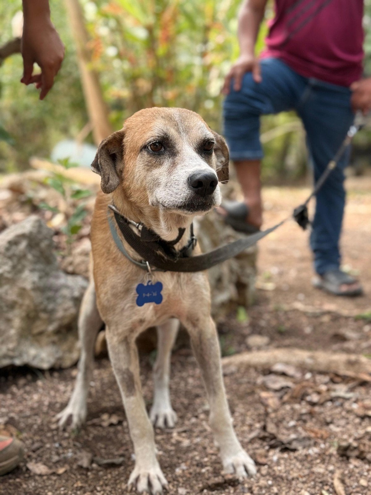 Gezocht: gouden mandje voor geredde hond Cinco, Dieren en Toebehoren, Honden | Niet-rashonden, Reu, Particulier, Eén hond, Buitenland