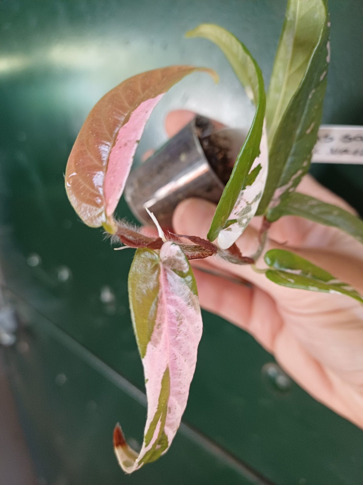 Ficus sagittata pink variegata, Ophalen, Ficus, Halfschaduw, Minder dan 100 cm
