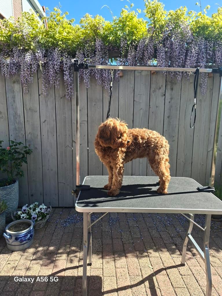 Trimtafel, Dieren en Toebehoren, Ophalen