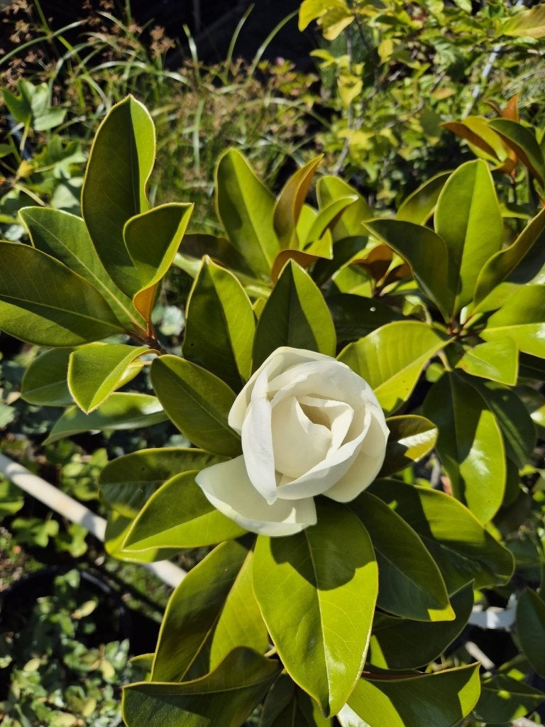 Groenblijvende magnolia, Tuin en Terras, Vaste plant, Halfschaduw, Lente, Ophalen