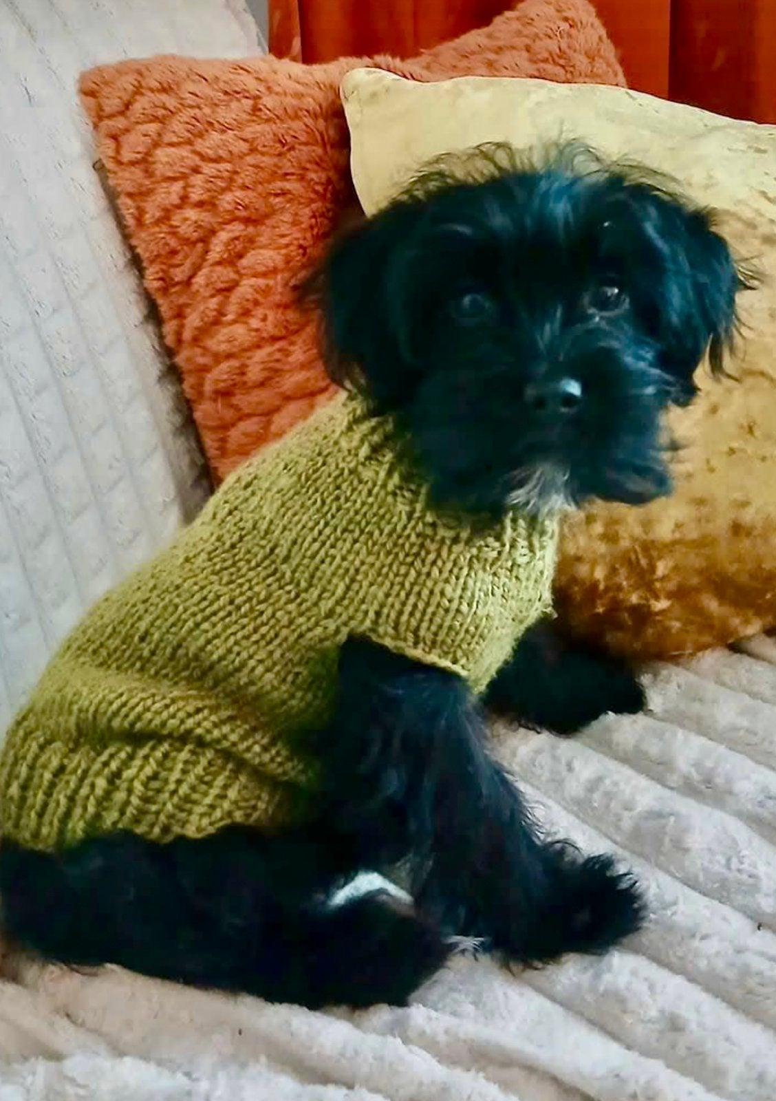 HANDMADE Hondentrui Chihuahua Pomchi York Bolonka Boomer pup, Dieren en Toebehoren, Ophalen of Verzenden, Nieuw, Hondentrui, Handgemaakt