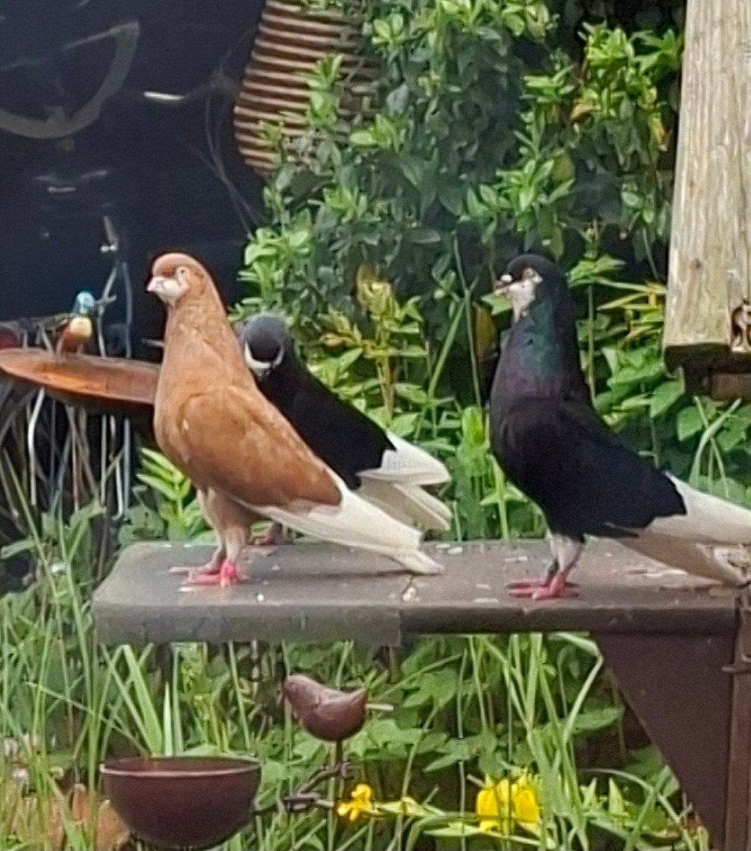 Amsterdamse baardtuimelaars, Dieren en Toebehoren