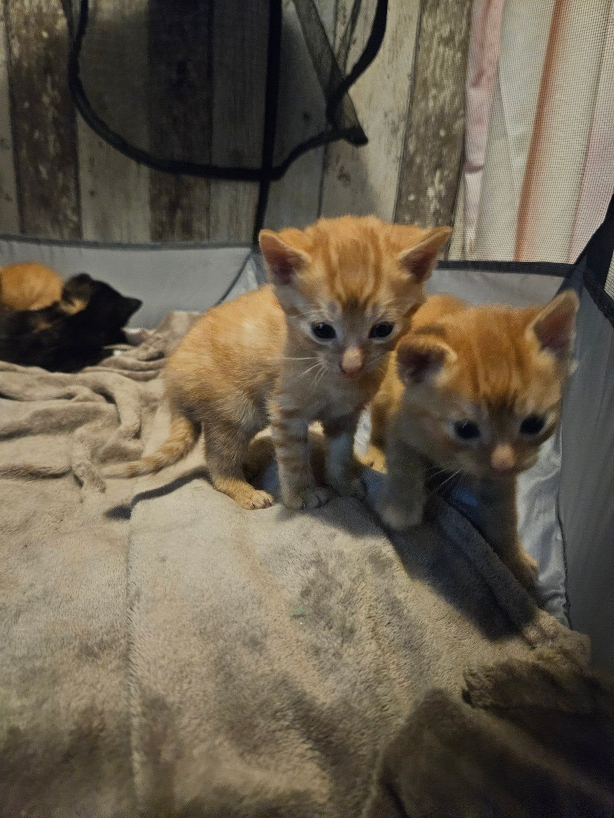 5 kittens nog 1 rood vrouwtje beschikbaar, Poes