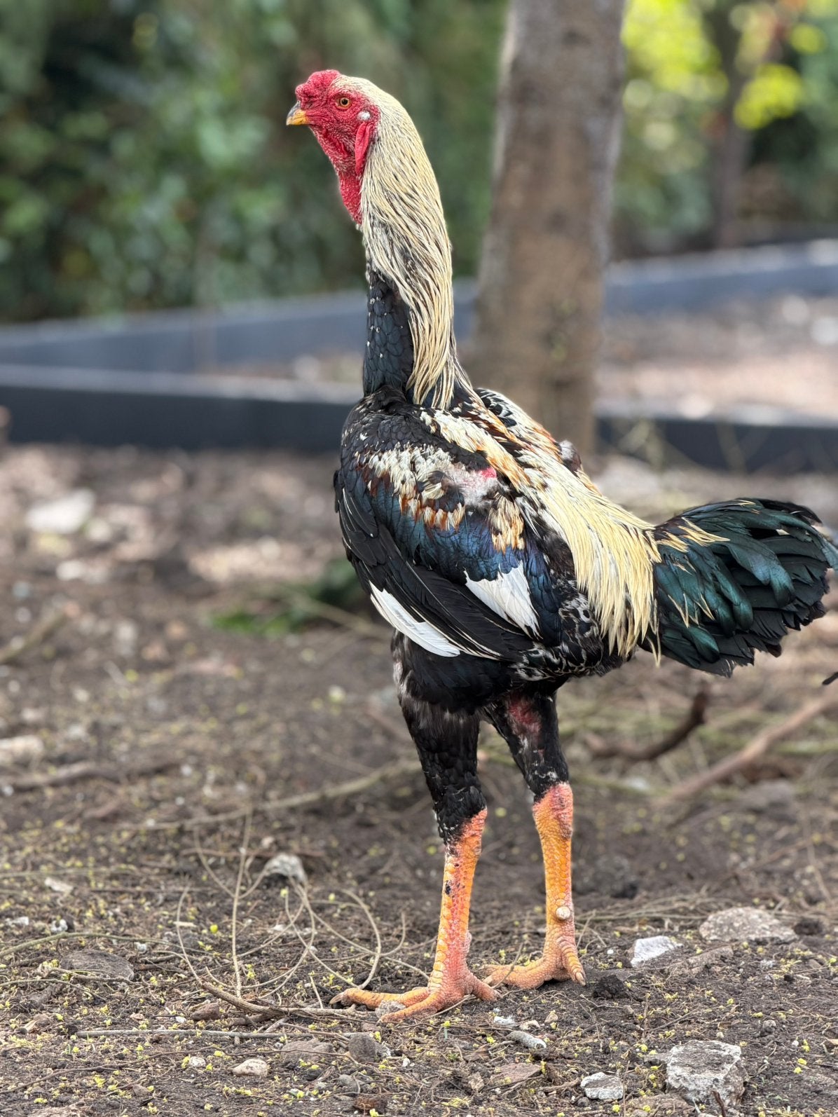 Indio gigante broedeieren, Dieren en Toebehoren, Pluimvee, Geslacht onbekend, Kip