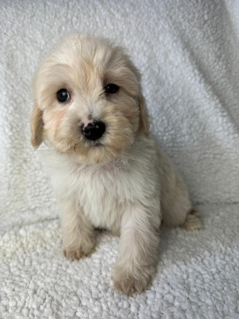 Maltipoo pups  teefje 1750€ super mooi reu 1650, Nederland, Parvo, Overige rassen, 8 tot 15 weken