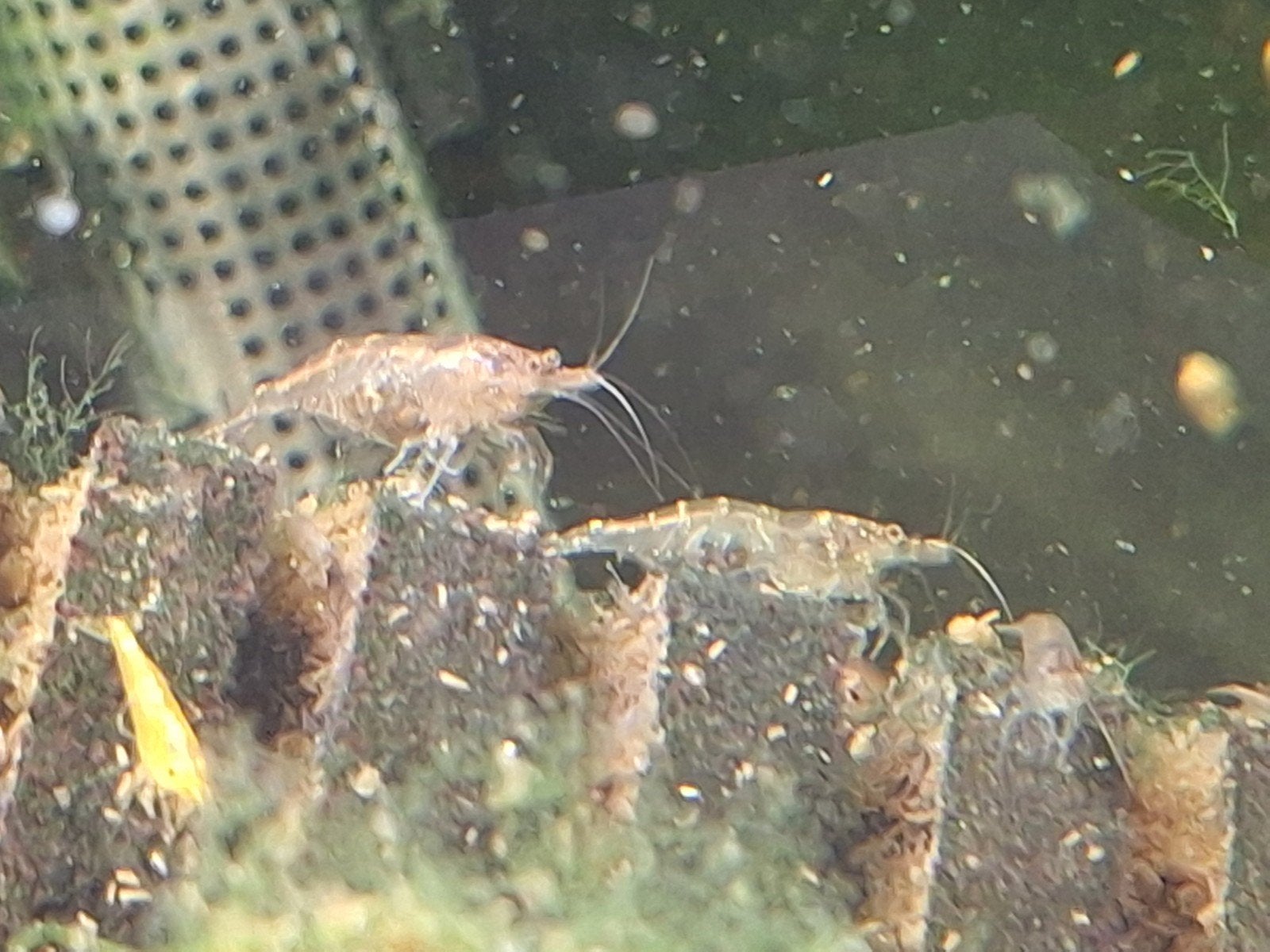 Wild Kleur Neocaridina Garnalen, Kreeft, Krab of Garnaal, Zoetwatervis, Schoolvis