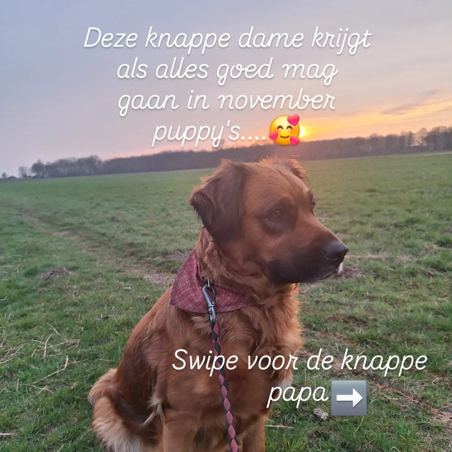 Bijzondere aankondiging nestje, Parvo, Overige rassen, 8 tot 15 weken, Meerdere