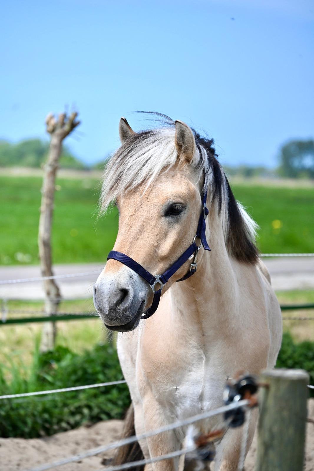 Gave fjord. Snelle afhanding!!! Dit weekend €3500, Dieren en Toebehoren, Ruin, D pony (1.37m tot 1.48m), 3 tot 6 jaar