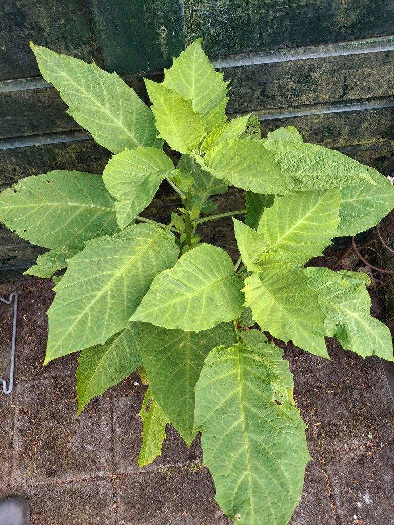 Brugmansia, Tuin en Terras, Planten | Tuinplanten, Vaste plant, Halfschaduw, Herfst, Ophalen