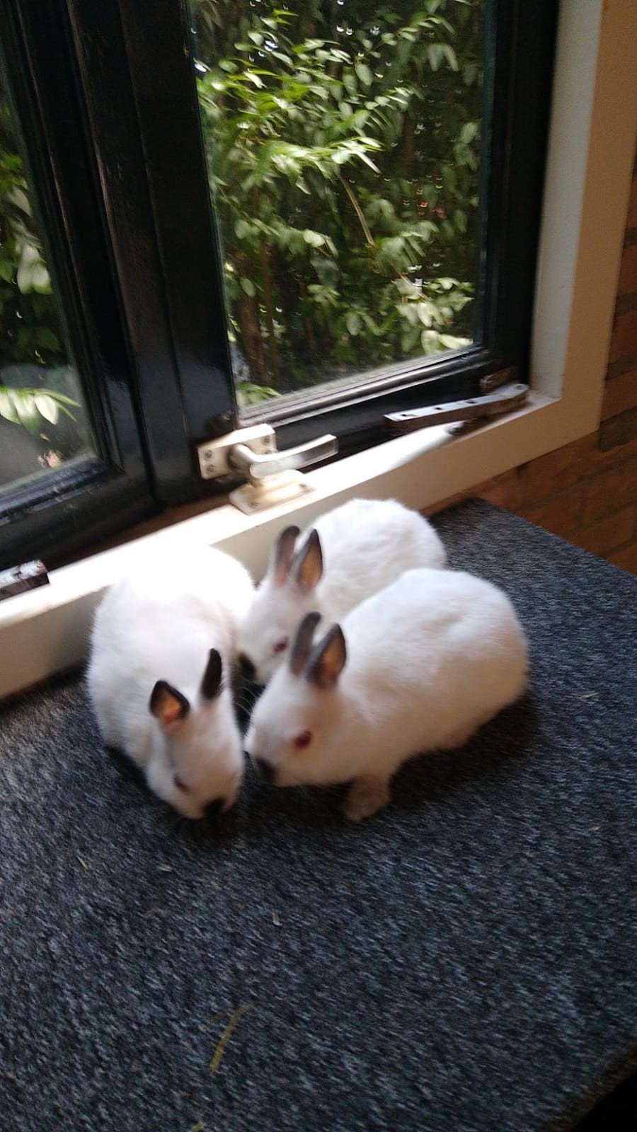 Te koop mooie jonge dwergkonijnen, Meerdere dieren, Dwerg, 0 tot 2 jaar