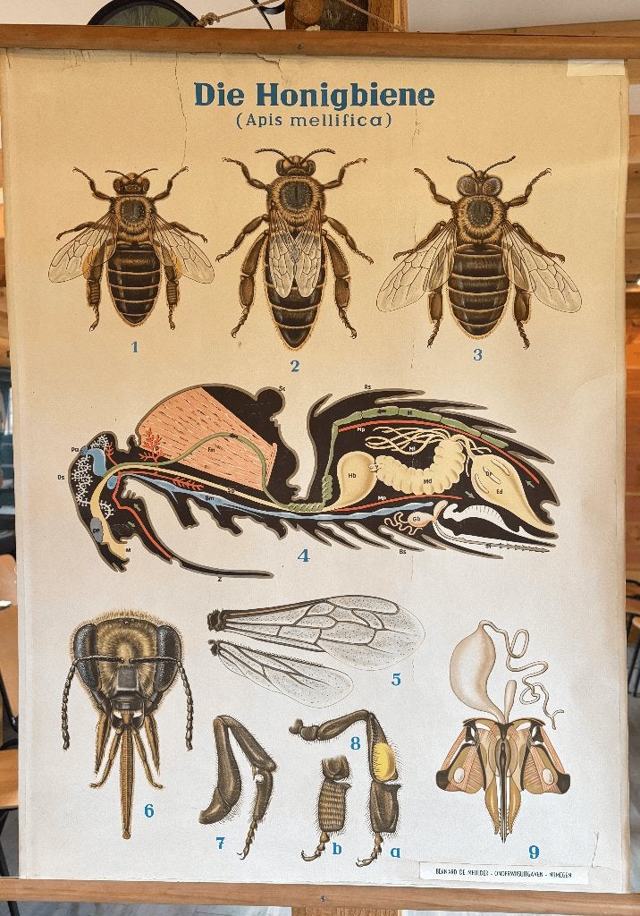 Schoolplaten bijen, Antiek en Kunst, Ophalen of Verzenden, Natuur en Biologie