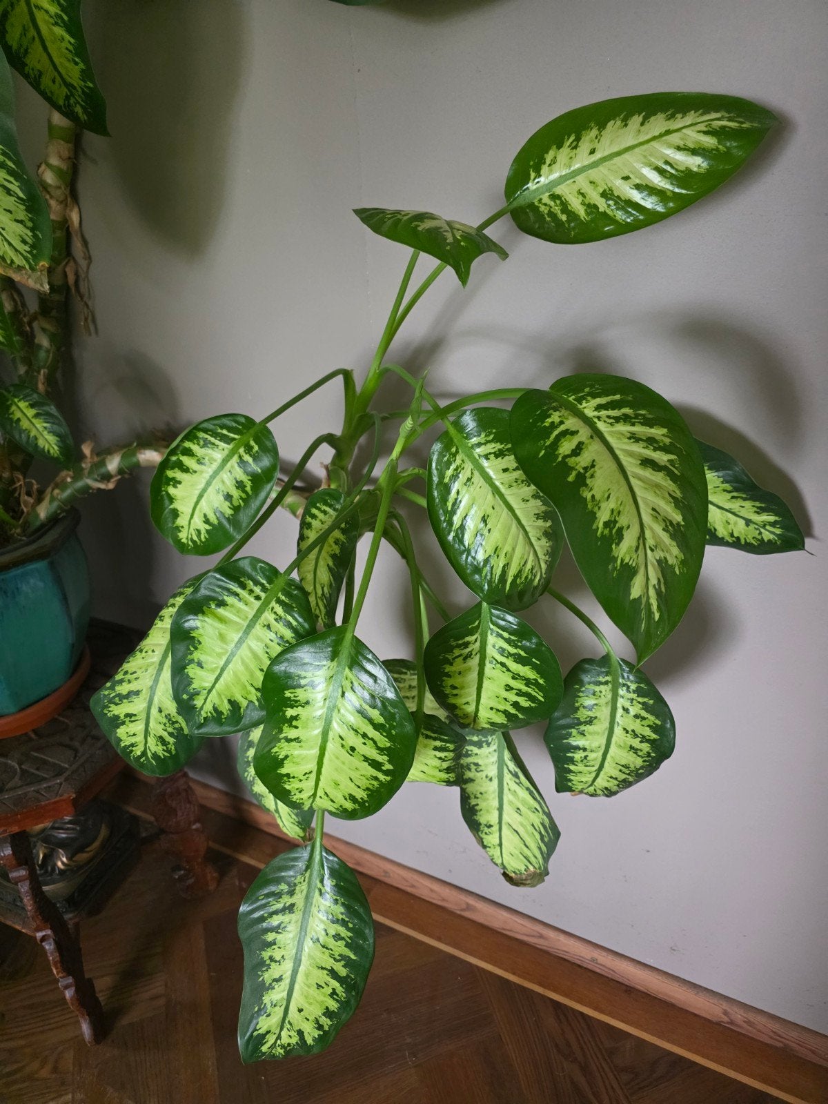 Grote dieffenbachia met pot, Ophalen, Overige soorten, Halfschaduw, In pot