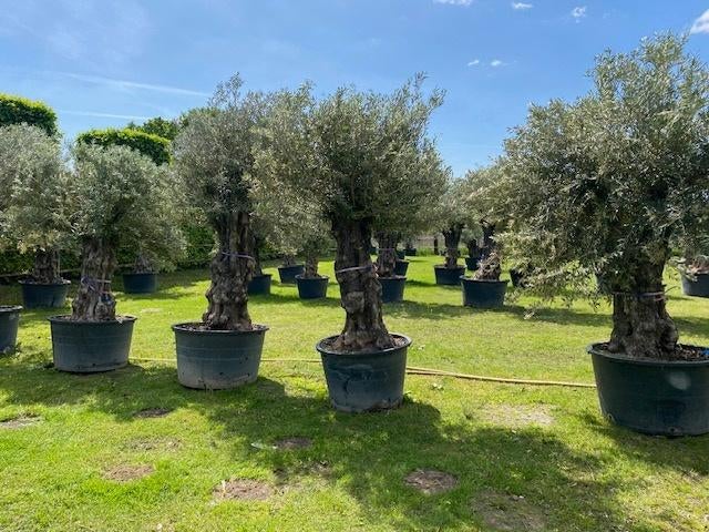 TE KOOP oude olijfbomen olea europaea NU UITZOEKEN!, 100 tot 250 cm, Olijfboom, Zomer, Ophalen