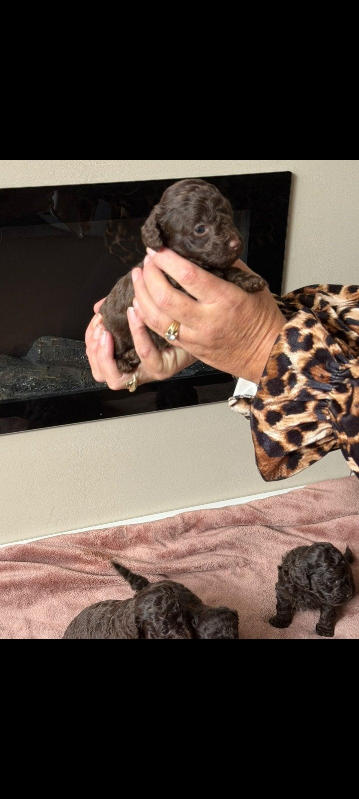 toy poedel pups choco, Poedel, 8 tot 15 weken, Meerdere, Meerdere dieren