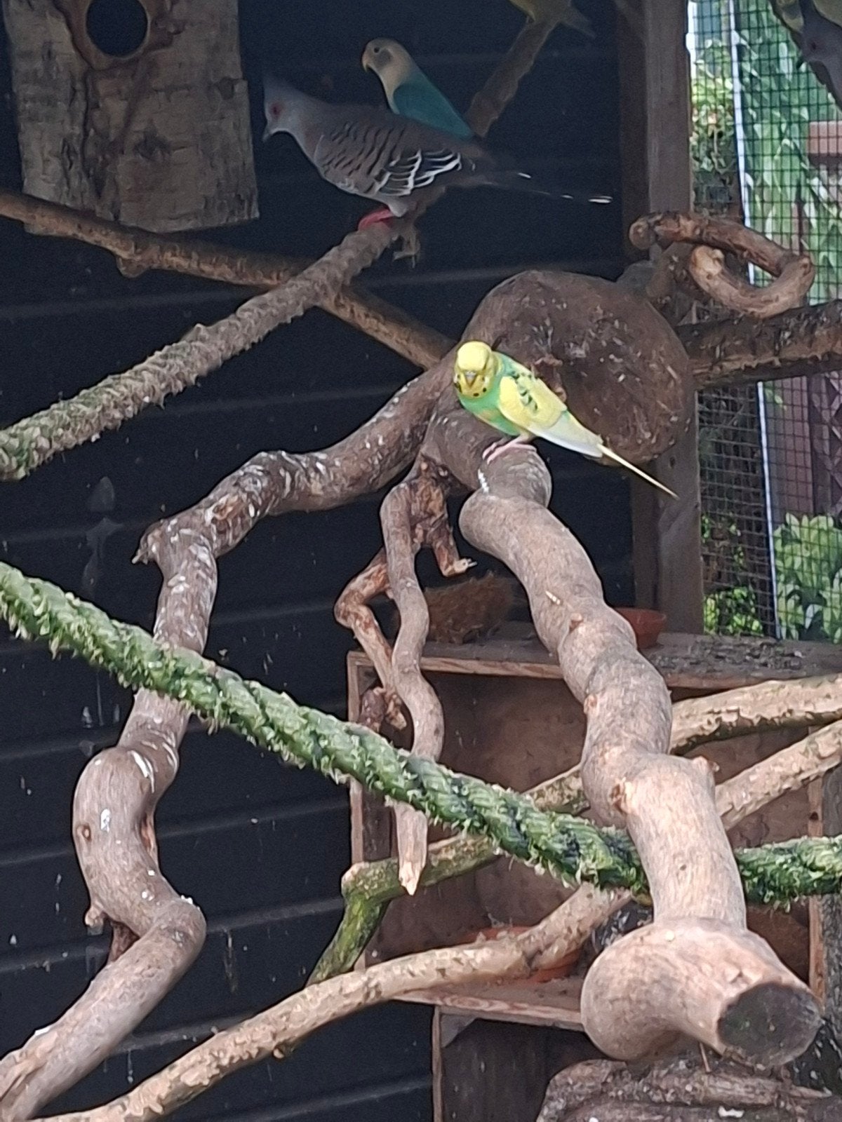 grasparkieten, Meerdere dieren