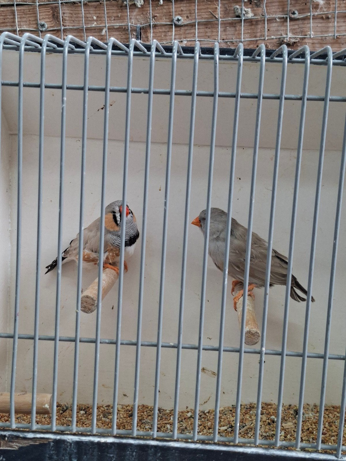 Koppel bleekrug zebravinken split x charcoal, Meerdere dieren