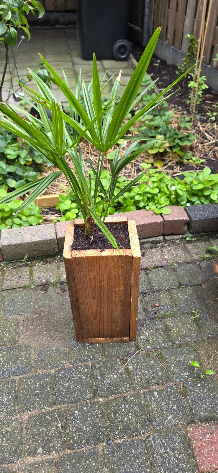 Palm winterhard inclusief houten pot, Ophalen of Verzenden, Bloeit niet, Overige soorten, Halfschaduw
