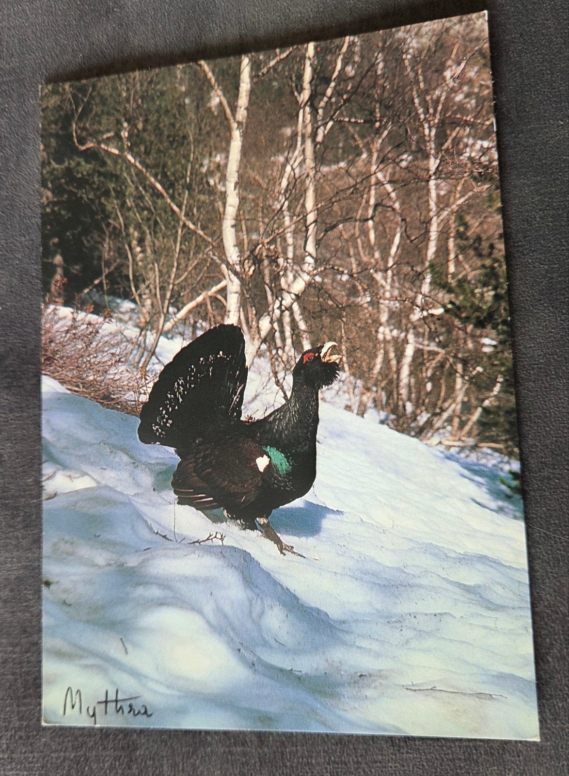 Ansichtkaart Auerhoen - Grand Tétras - Tettrao urogallus, Verzenden, 1980 tot heden, Ongelopen, Vogel