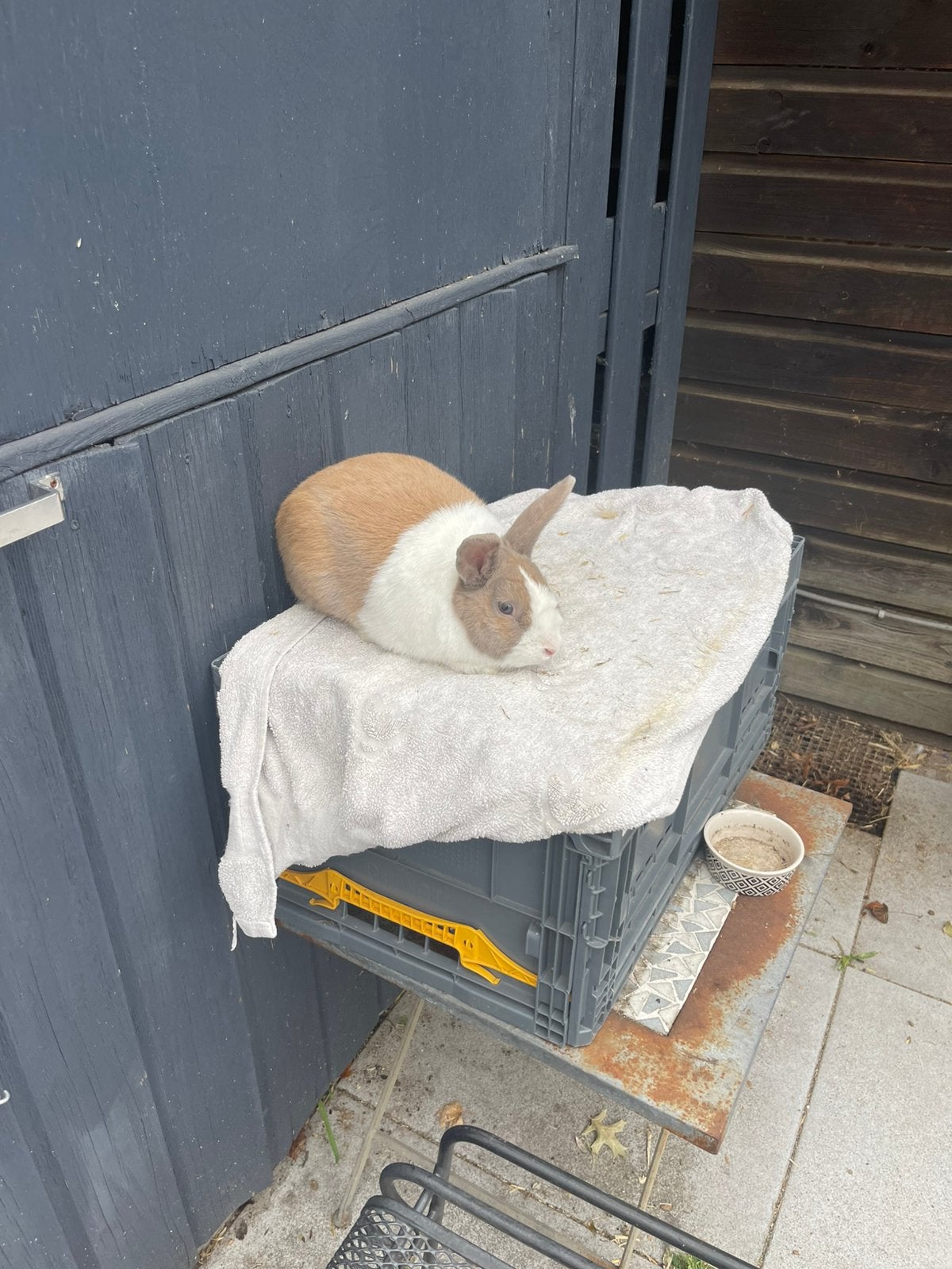 Hollander raszuiver fokram, Mannelijk, Dwerg
