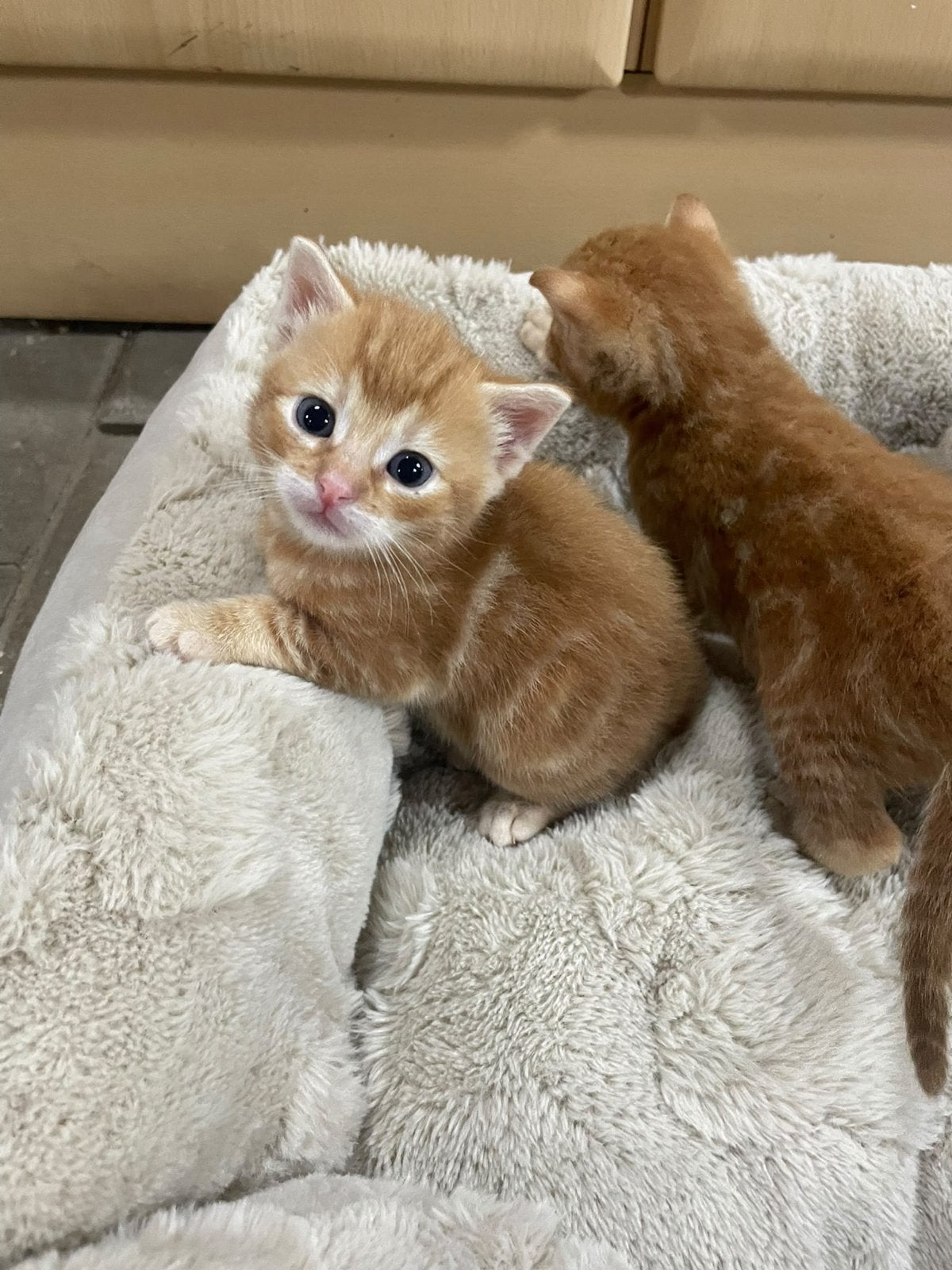 Superlieve kitten te koop, Kater, Kortharig, 0 tot 2 jaar