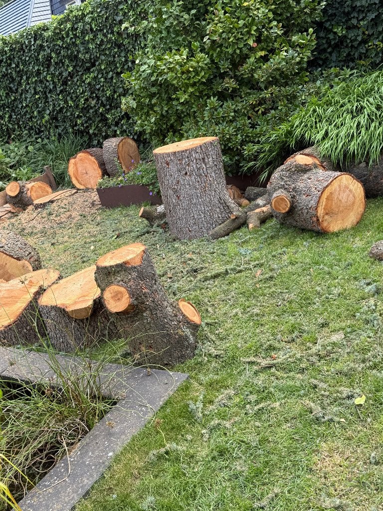 Bijna gratis hout boomstammen, Minder dan 3 m³, Ophalen