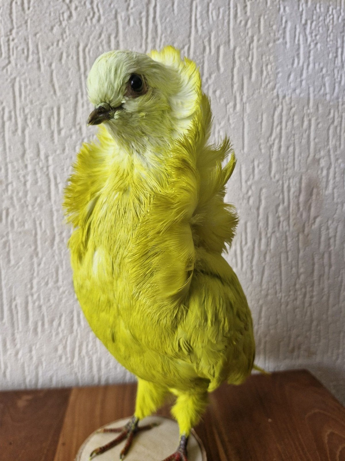 Een prachtige opgezette gele duif!Nr1, Ophalen of Verzenden, Nieuw, Vogel, Opgezet dier
