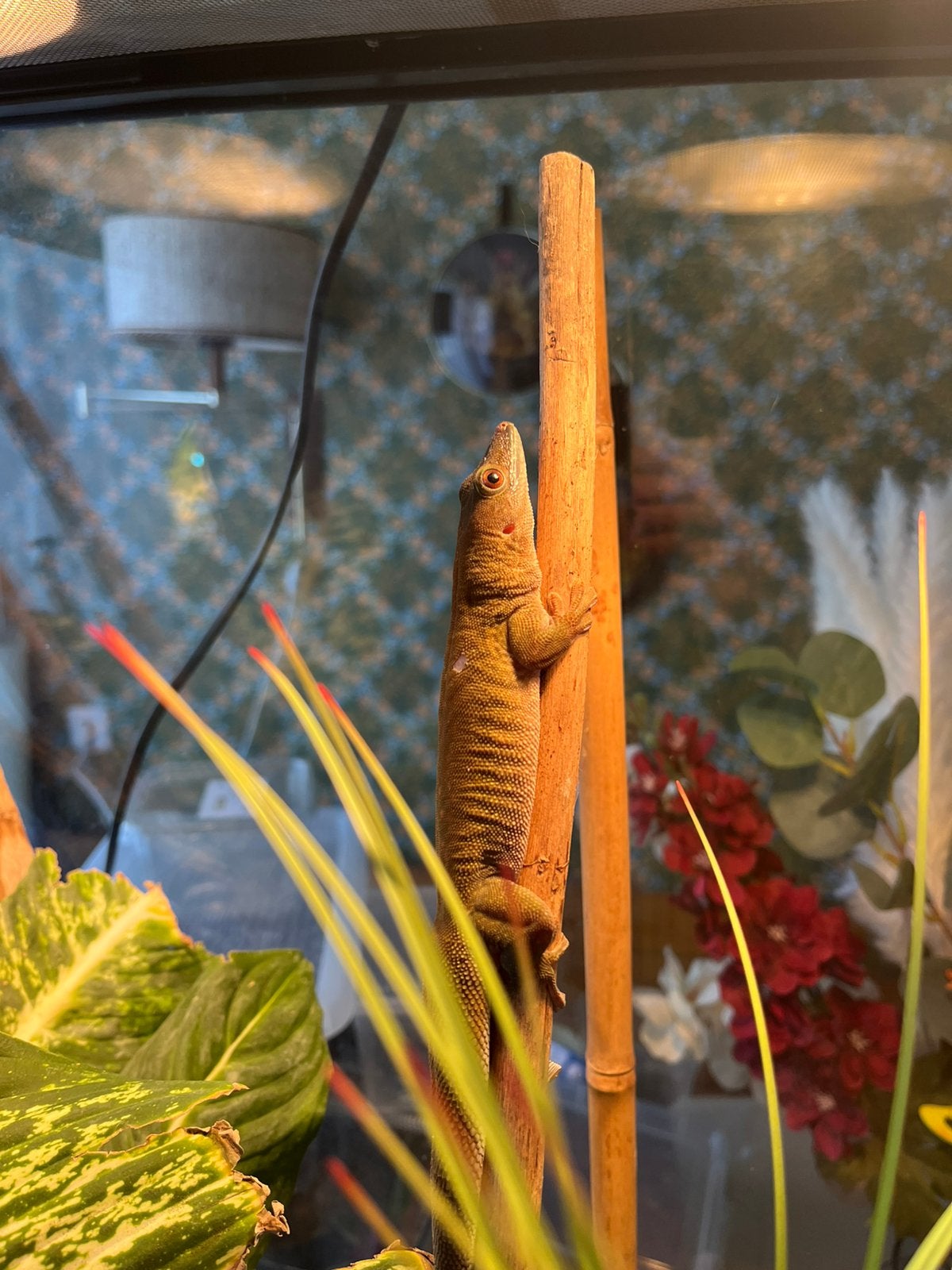 Daggekko- Phelsuma kochi, Dieren en Toebehoren, Hagedis, 0 tot 2 jaar