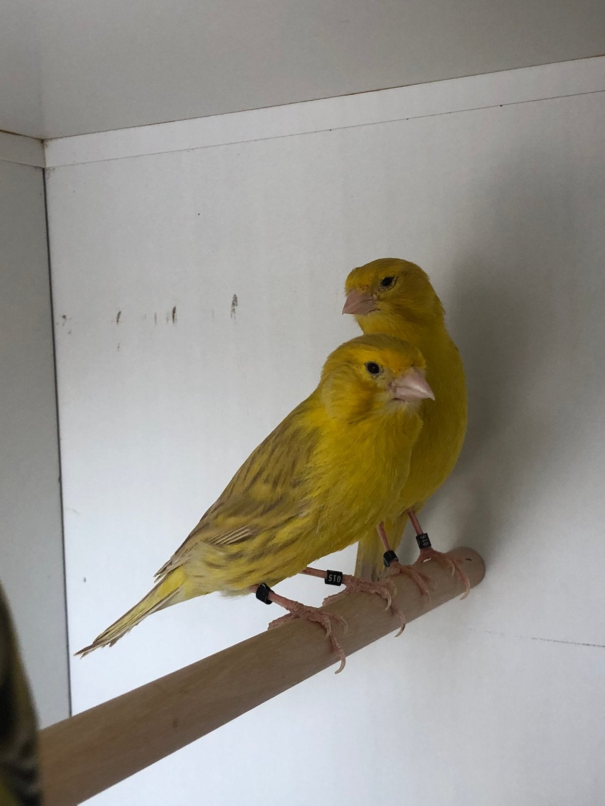 Geel isabel kanaries, Dieren en Toebehoren, Vogels | Kanaries, Meerdere dieren, Kleurkanarie