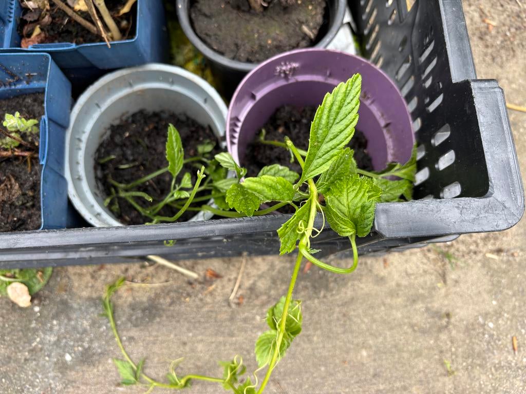 Onsterfelijkheidskruid (Gynostemma pentaphyllum), Ophalen, Vaste plant, Halfschaduw, Kruiden